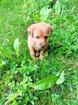 Labradorský retrívr bez pp - 3