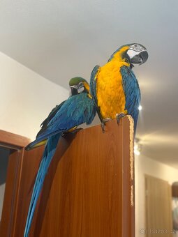 Ara ararauna , kakadu inka ,kakadu růžový - 3