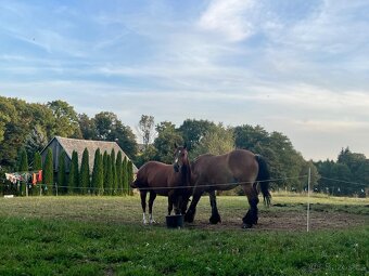 Quarter horse - 3