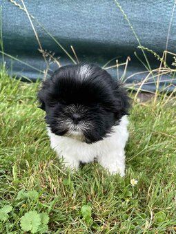 Shih-tzu. Shitzuf - 3