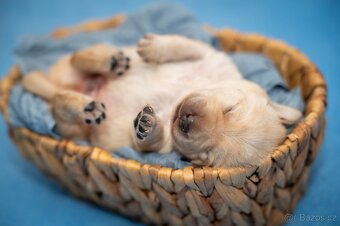 Štěňátka Labrador s PP - žlutý pejsek - 3