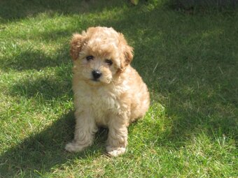 Maltipoo štěňátka - 3