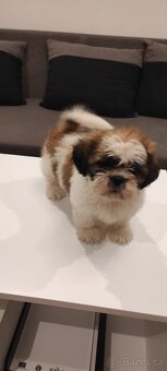 Shih Tzu štěňata s pp fenka - 3