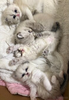 Perská činčila koťátka - 3