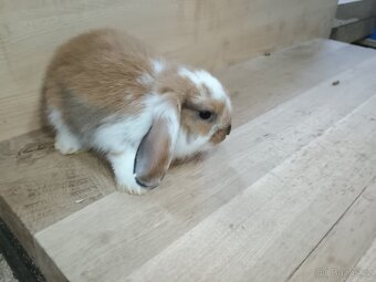 Berani zakrslý kraliček - 3