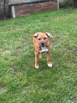 Americký stafordšírský teriér - 3