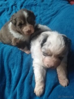 Australský ovčák bez PP - 3