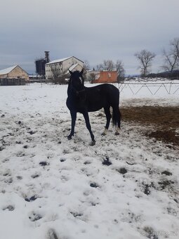 Predám dosple kone - 3