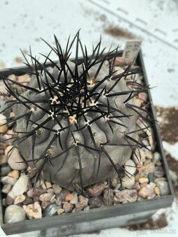 Kaktusy - 3