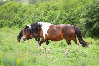 Huculská klisna, hucul, Tobiano, pony, malý kůň - 3