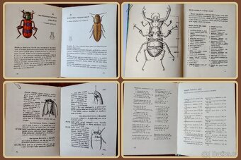 Atlas brouků (kapesní) - 3