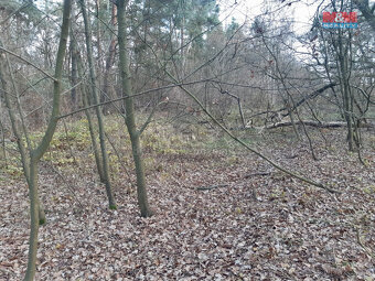 Prodej lesa, 1540 m², Sadská - 3