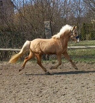 Valacha pony - 3