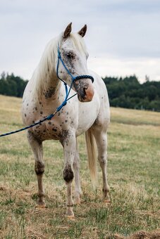 Appaloosa klisna - 3