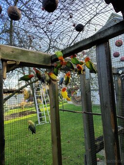 Agapornis fischeri - 3