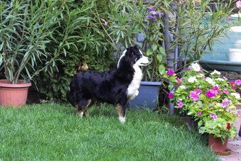 Miniaturní americký ovčák - 3