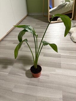 Různé pokojovky - 3