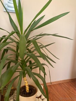 Květiny, palmy - Cikas a yukka - 3