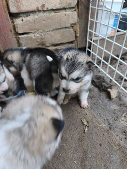 Šteniatka Aljašský malamut - 3