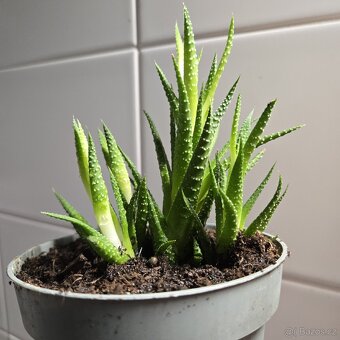 Haworthiopsis,  trs - 3