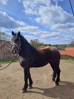 Chladnokrevná kobyla - 3
