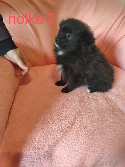 Špic pomeranian - 3