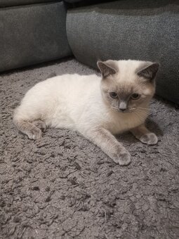 British Shorthair Blue Point - 3