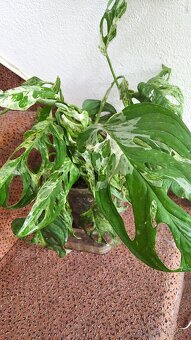 Monstera andanosiii marble - 3