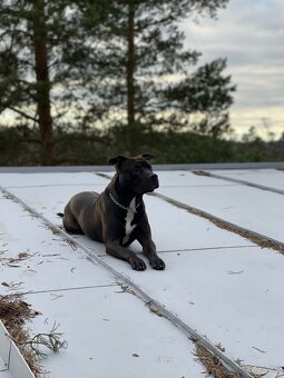 Americký pitbull teriér ke krytí - 3