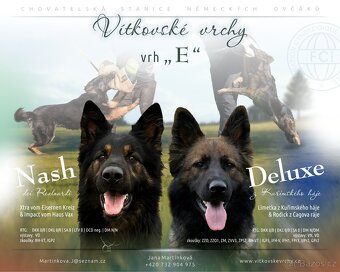 Německý ovčák s PP - 3