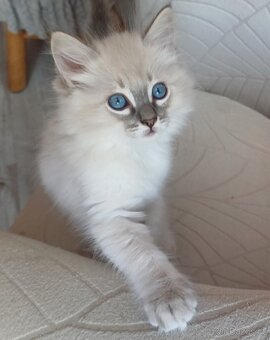 Ragdoll bez PP - 3