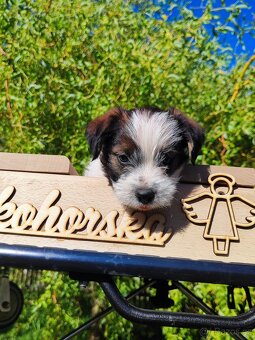 Jack Russell teriér ( Rusel teriér) s PP - 3