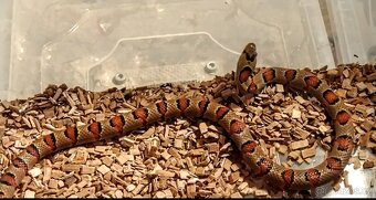 korálovka mexická-lampropeltis mexicana thayeri - 3