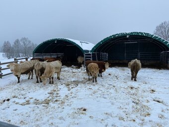 Zimoviště pro skot 8x8m - 3