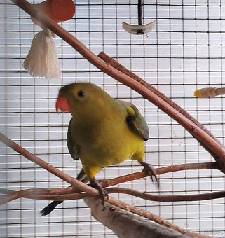 Papoušek horský - 3