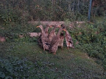 Indický běžec - 3