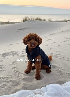 Toy pudl chlapeček Toy Poodle Male boy Red Brown - 3