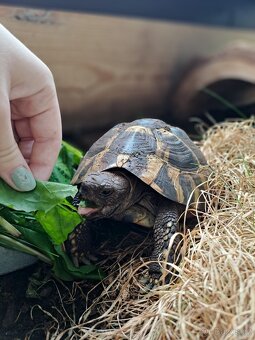 Prodám suchozemskou želvu - 3