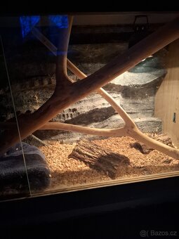 Nádherná užovka červená Tessera anery - 3