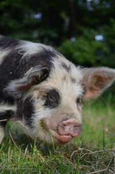 Kune Kune s nárokem na POP - 3