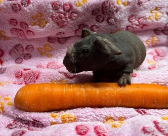 Skinny morče, sameček s PP - 3