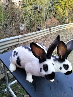 Německý strakač - 3