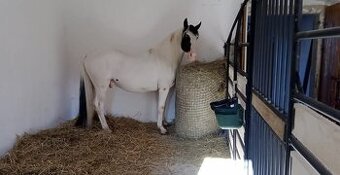 Plemenný hřebec PRODÁM - 3