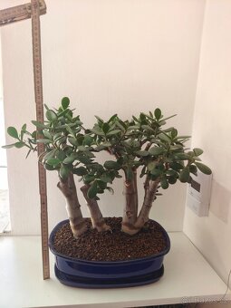 Bonsai lesík tlustice - 3