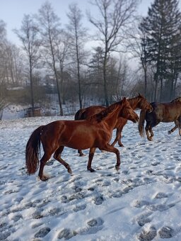 Kobylka Quarter horse kvh 148cm - 3