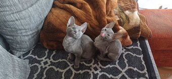 Cornish rex koťátka - 3