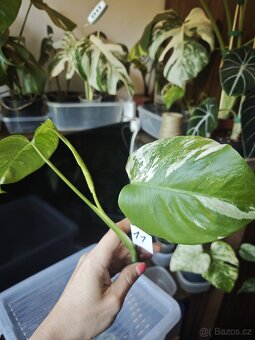 Monstera alba č.11 - 3