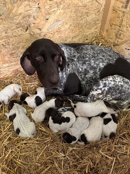 Německý krátkosrstý ohař s PP - 3