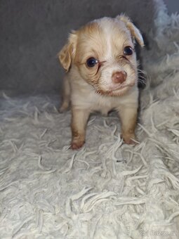 Štěňátka hledají milující domov - 3