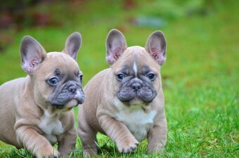 Francouzský buldoček s PP (jen kluci) - 3